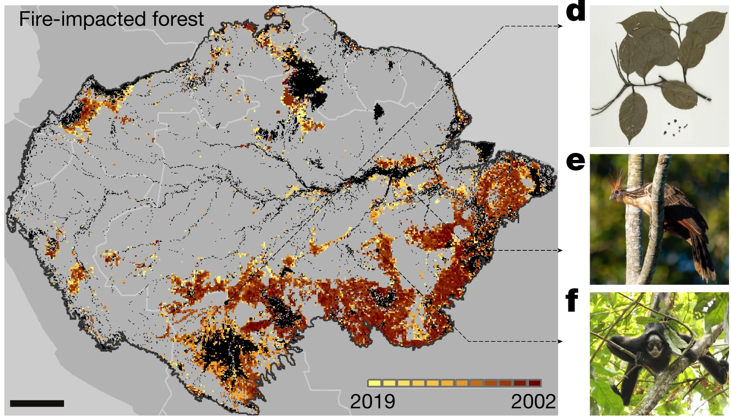 Amazonian biodiversity and fire-impact map