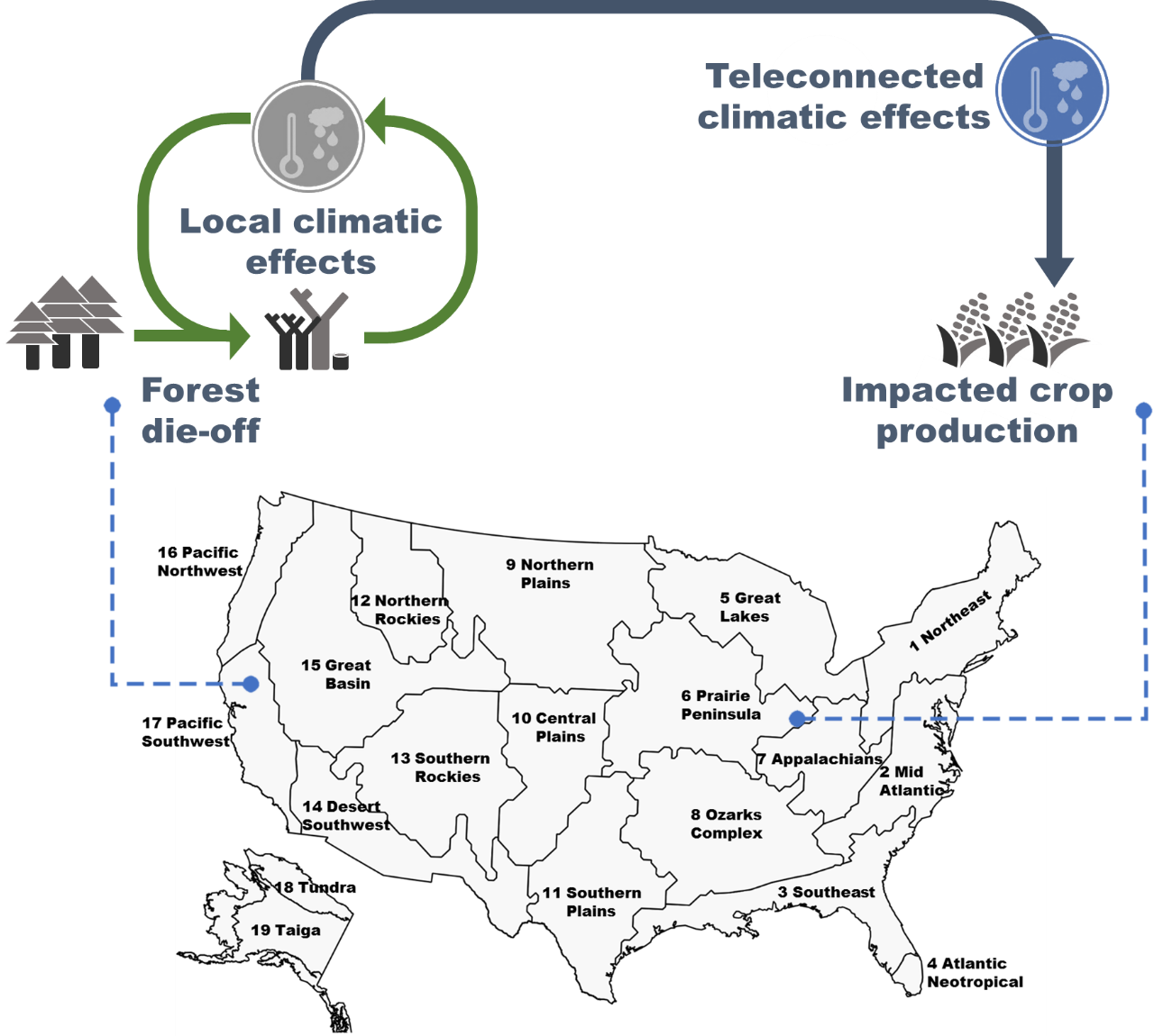 Conceptual diagram showing local and teleconnected climatic effects of forest die-off